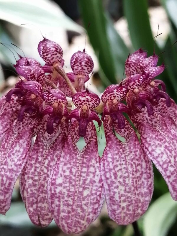 Hoya wayetii, foto 8