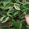 Hoya carnosa Albomarginata, pianta da interno