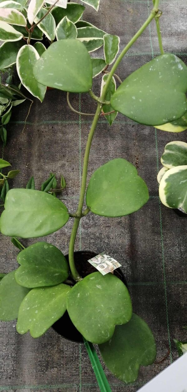 Hoya kerrii, Craib, foto 4
