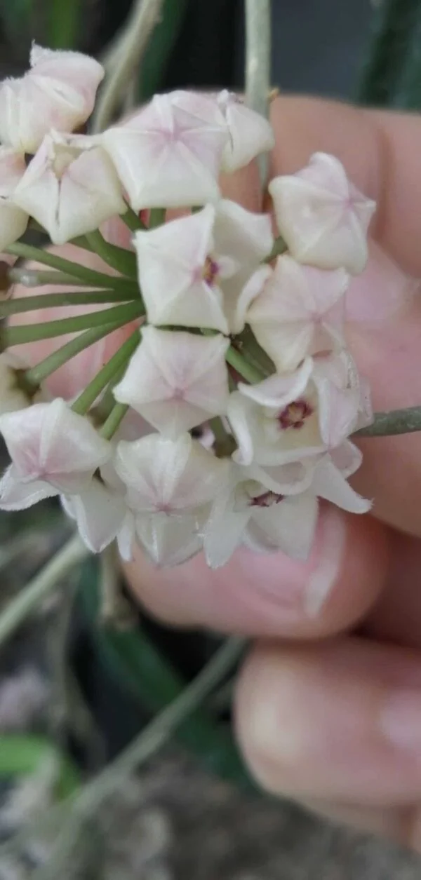 Hoya serpens, foto 3