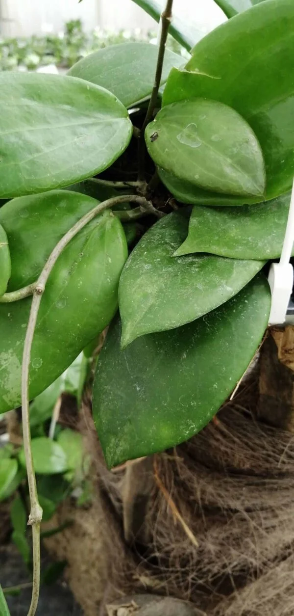 Hoya brevialata, foto 2