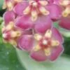 Hoya bilobata Schlechter, pianta da interno