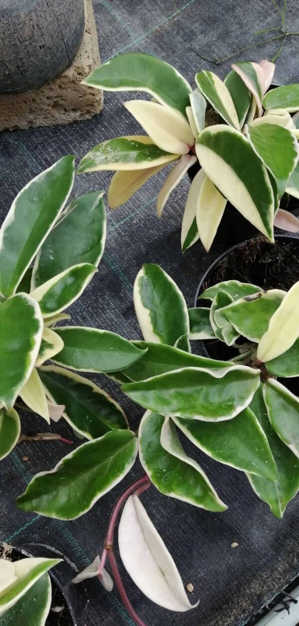 Hoya carnosa Albomarginata, pianta da interno