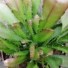 Pseudorhipsalis ramulosa Red Coral, pianta da interno