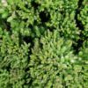 Rhipsalis mesembryanthemoides, pianta da interno