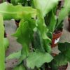 Epiphyllum Beavertail, pianta da interno