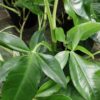 Syngonium podophyllum Trileaf Wonder, pianta da interno
