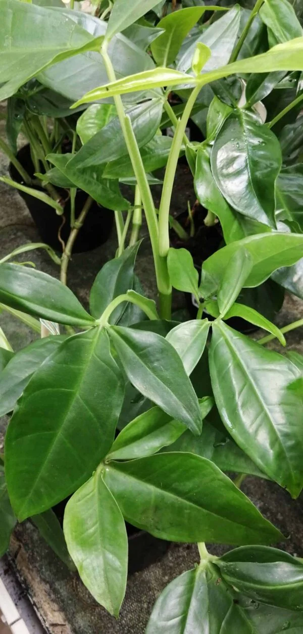 Syngonium podophyllum Trileaf Wonder, pianta da interno