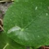 Pilea peperomioides White Splash, pianta da interno