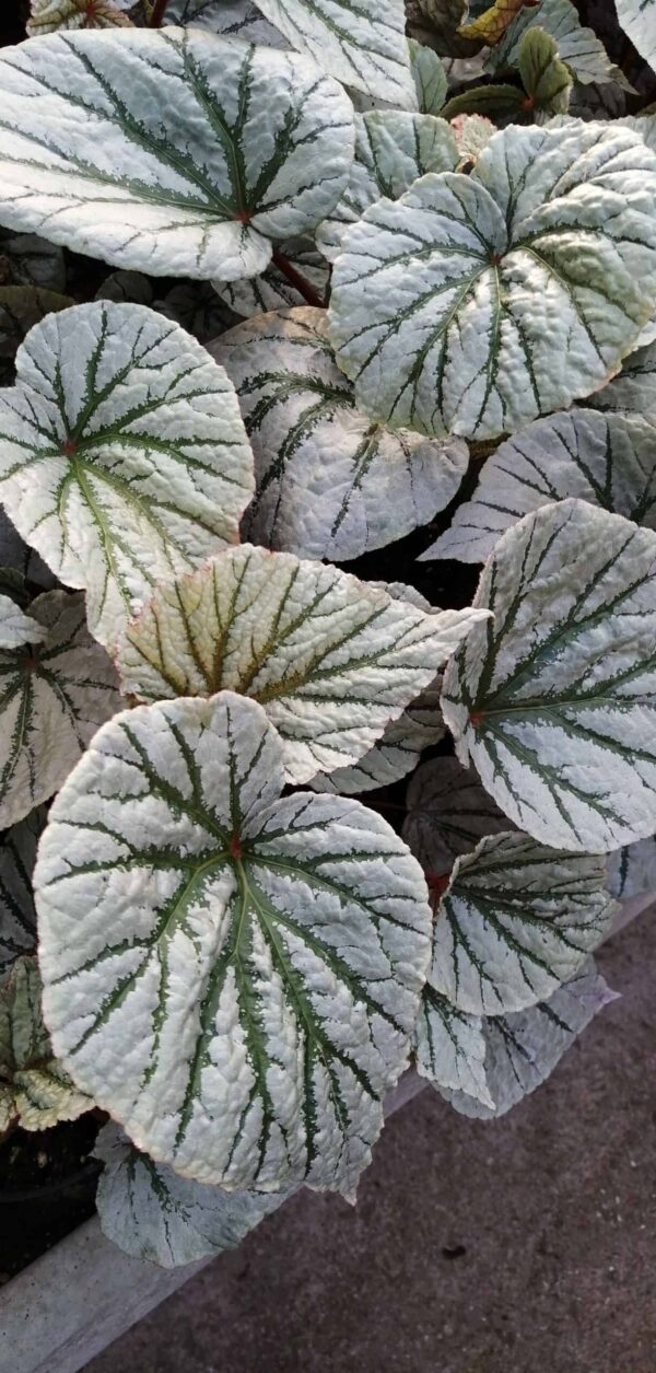 Begonia 'Abel Carriere', foto 2