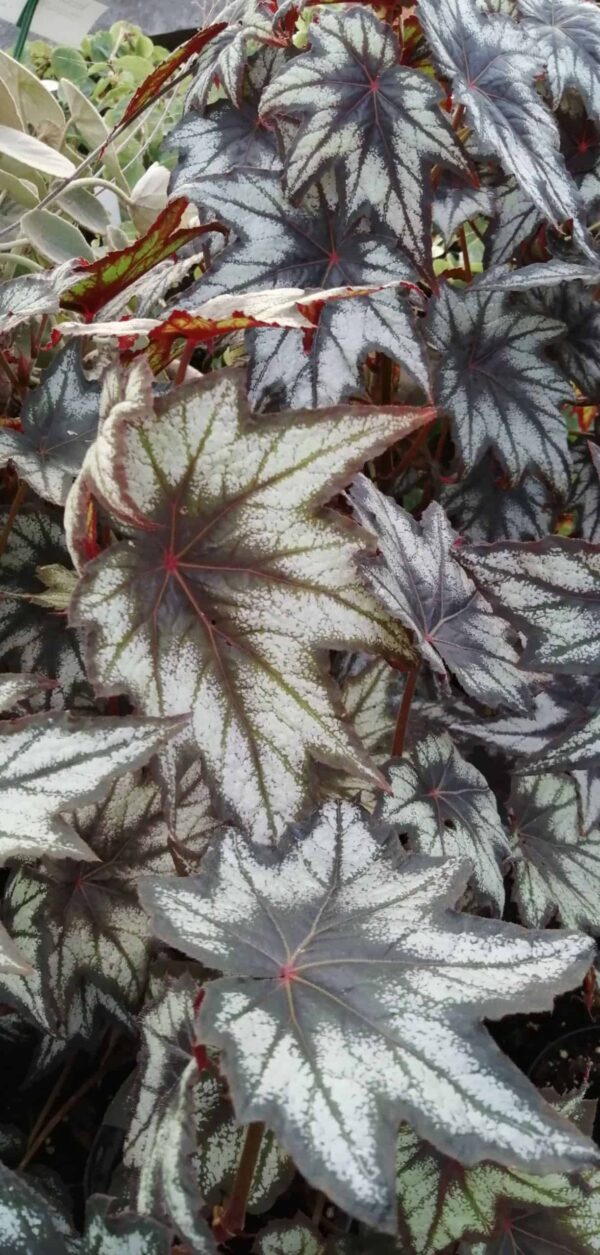Begonia 'Little Brother Montgomery', foto 2