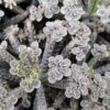 Kalanchoe tubiflora Mother of Millions, pianta da interno