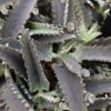 Kalanchoe Octopus, pianta da interno