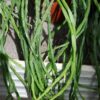 Rhipsalis paradoxa minor chain cactus, pianta da interno
