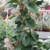 Hoya australis R.Brown, pianta da interno