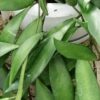 Hoya davidcummingii, Kloppenburg, pianta da interno