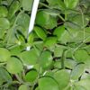 Dischidia nummularia, pianta da interno