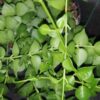 Dischidia ruscifolia Million Hearts, pianta da interno