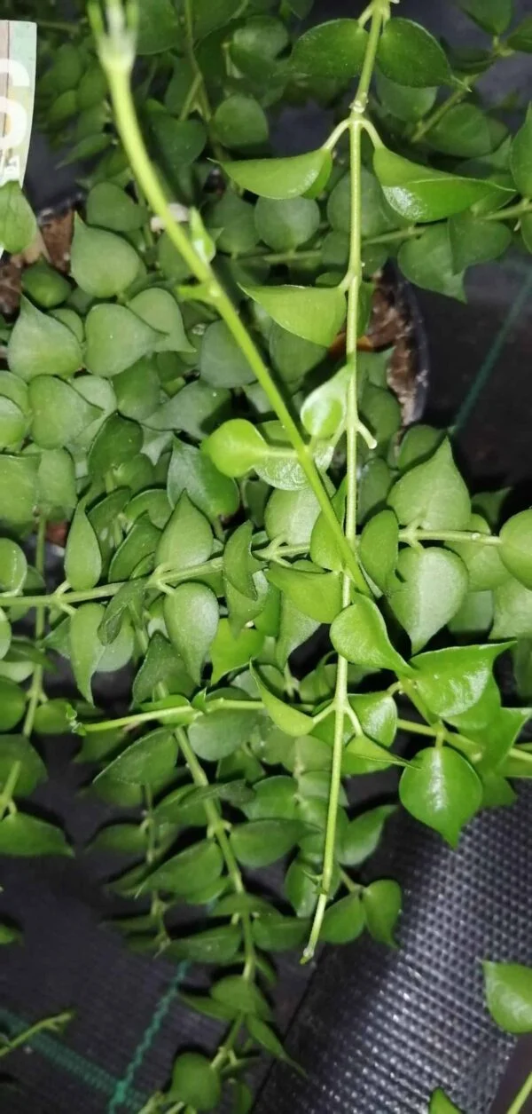 Dischidia ruscifolia Million Hearts, pianta da interno