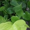 Philodendron scandens, pianta da interno