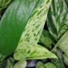 Pothos aurea Marble Queen, Epipremnum, Scindapsus Marble Queen, pianta da interno