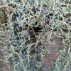 Senecio hallianus, pianta da interno