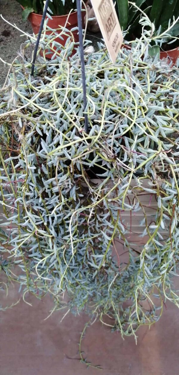 Senecio hallianus, pianta da interno