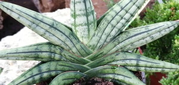 Sansevieria Inti, foto 4