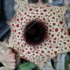 Huernia boleana, pianta da interno