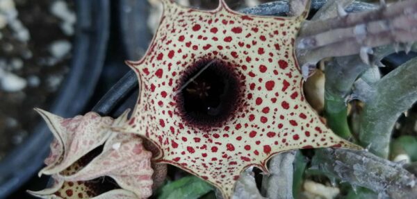 Huernia boleana, pianta da interno