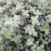 Pilea Pinokkio, pianta da interno