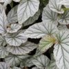 Begonia Don Miller, pianta da interno