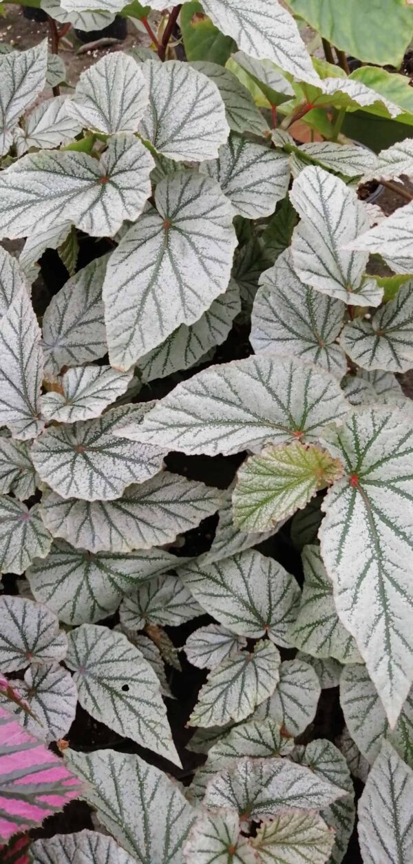 Begonia Don Miller, pianta da interno