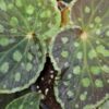Begonia chlorosticta, pianta da interno