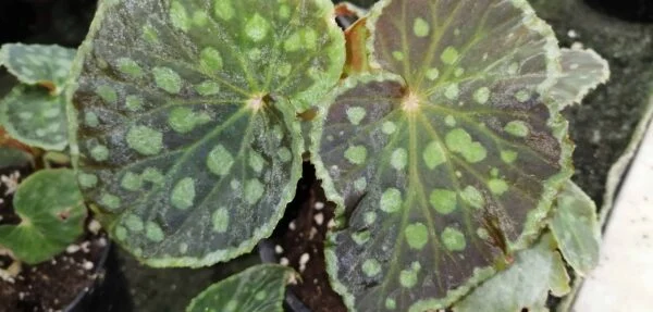 Begonia chlorosticta, pianta da interno