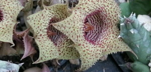 Huernia volkartii var. repens, pianta da interno