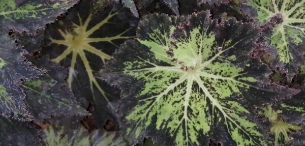 Begonia Palomar Prince, foto 2