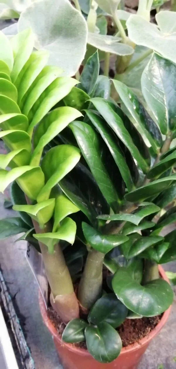 Zamioculcas Zenzi, foto 4