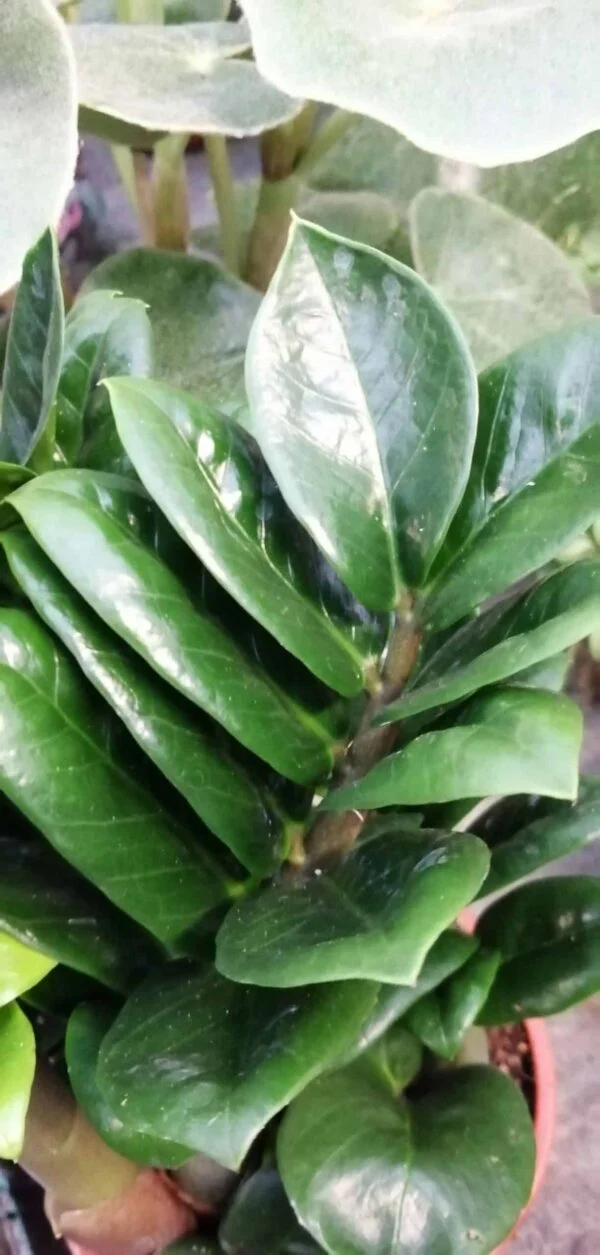 Zamioculcas Zenzi, foto 2