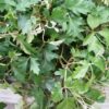 Cissus rhombifolia Ellen Danica, pianta da interno
