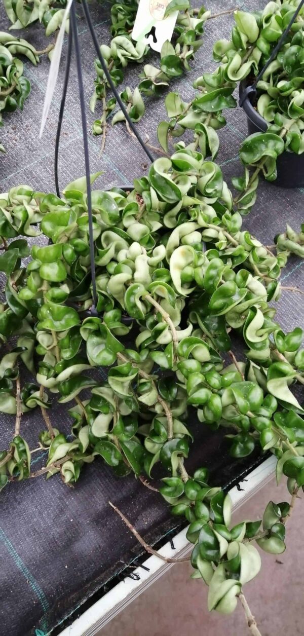 Hoya carnosa Compacta, foto 4