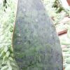 Sansevieria trifasciata masoniana Victoria, pianta da interno