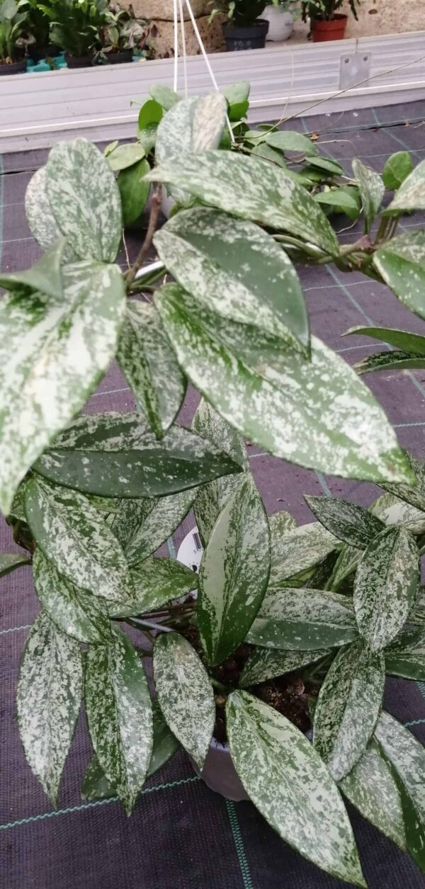Hoya pubicalyx Reva, 'Silver Pink Splash', foto 2