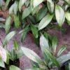 Hoya pubicalyx, Merrill, pianta da interno