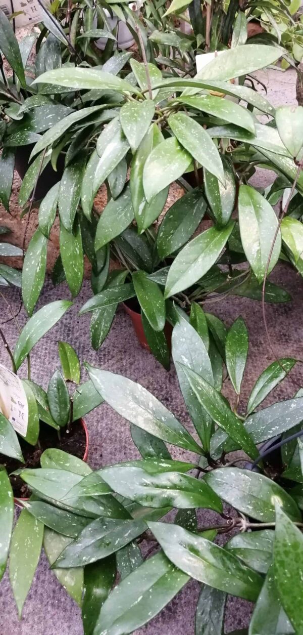 Hoya pubicalyx, Merrill, pianta da interno