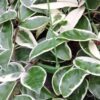 Hoya carnosa Krimson Princess, pianta da interno