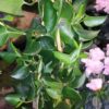 Muhlenbeckia australis Maud City Lianas, pianta da esterno