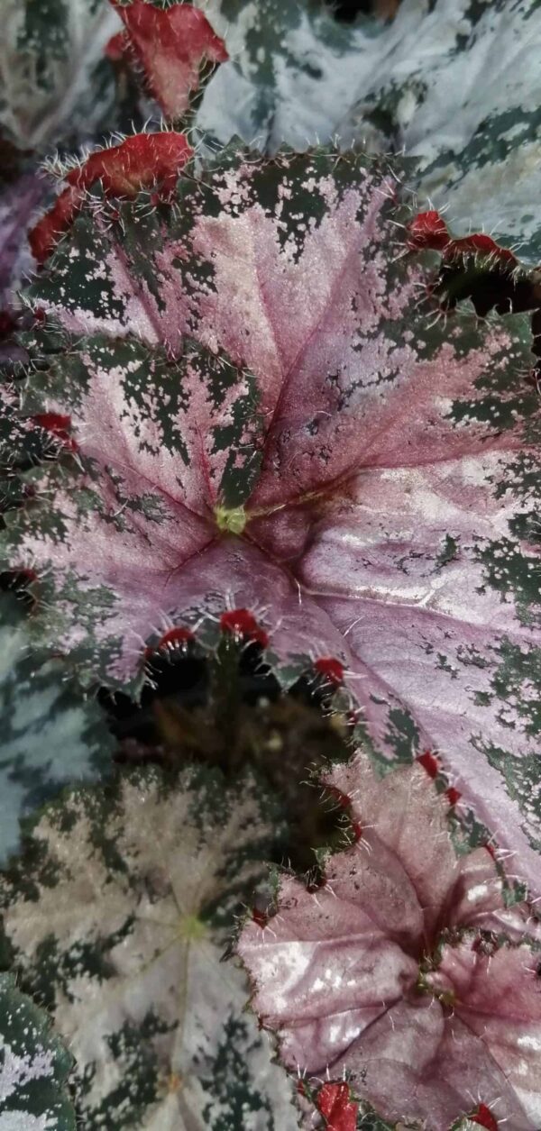 Begonia Dejah Thoris, foto 2