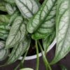 Monstera siltepecana, pianta da interno