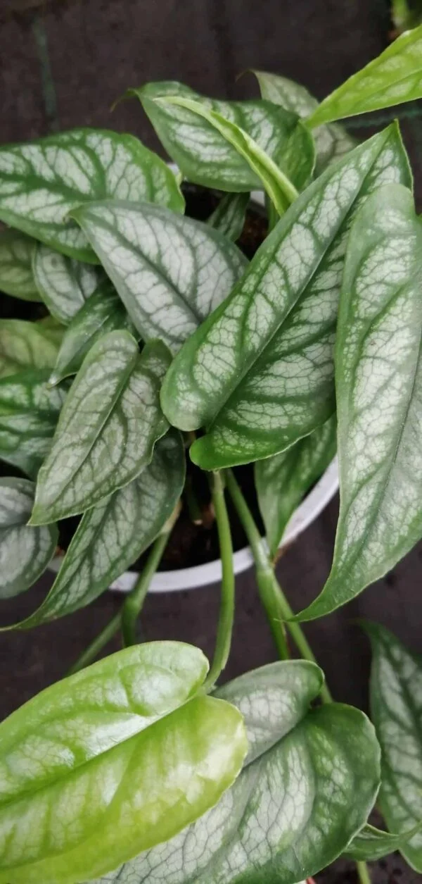 Monstera siltepecana, pianta da interno